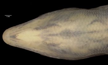 Media type: image;   Herpetology R-52117 Aspect: head ventral